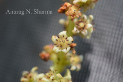 Buchanania axillaris